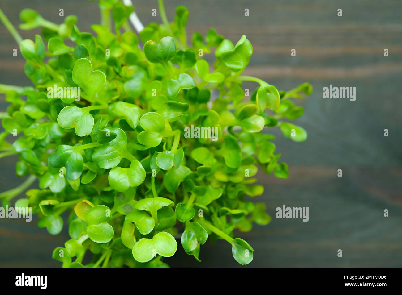 Draufsicht auf japanische Rettich Microgreens oder Kaiware Daikon Ready for Harvesting Stockfoto