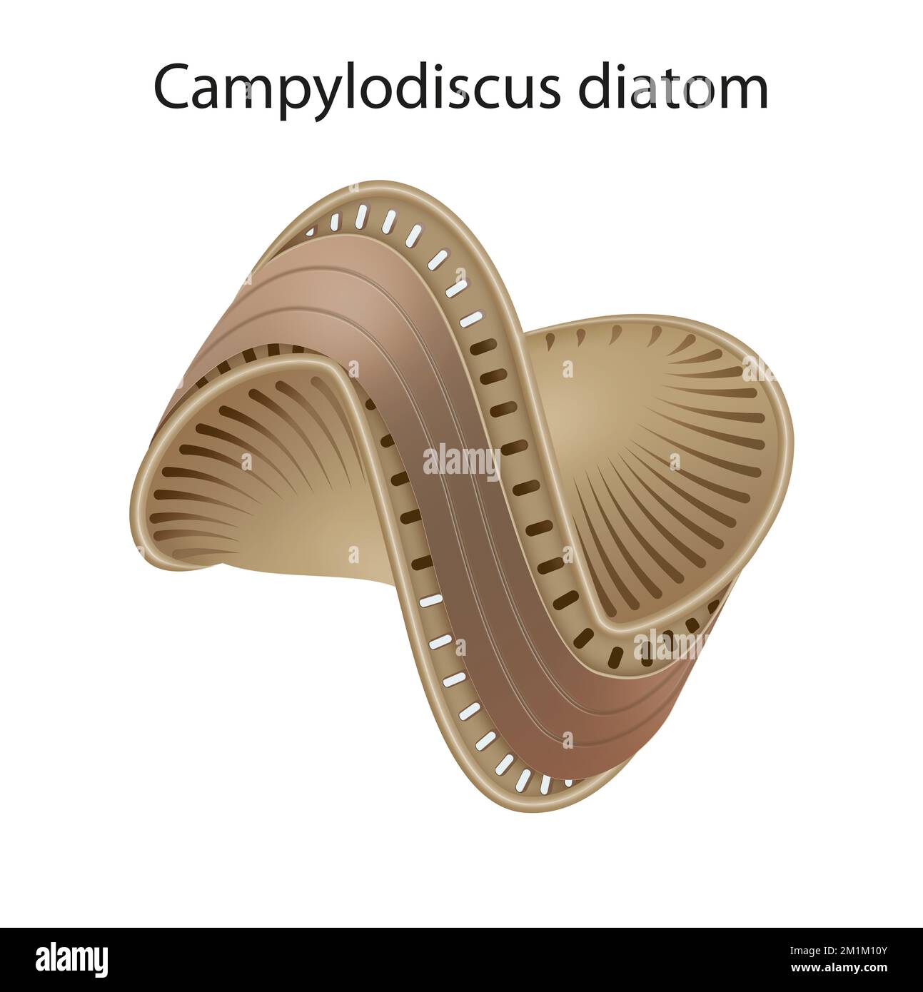 Darstellung des Diatomes Campylodisus Stockfoto