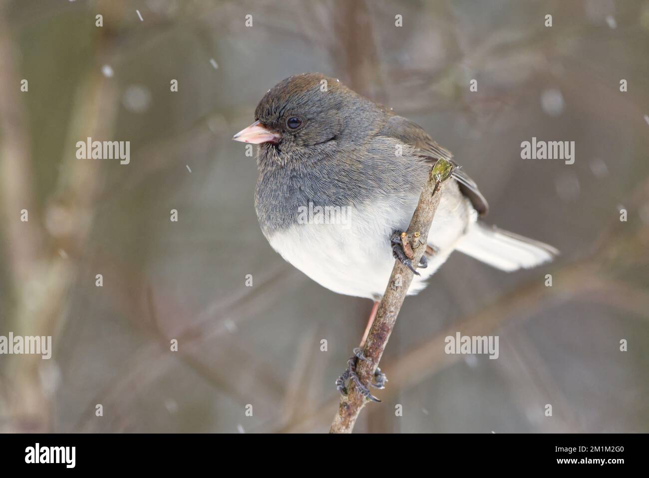 Nahaufnahme eines männlichen Junco mit dunklen Augen (Junco hyemalis) auf einem Zweig mit Schnee, der vor einem dunklen Hintergrund fällt. Stockfoto