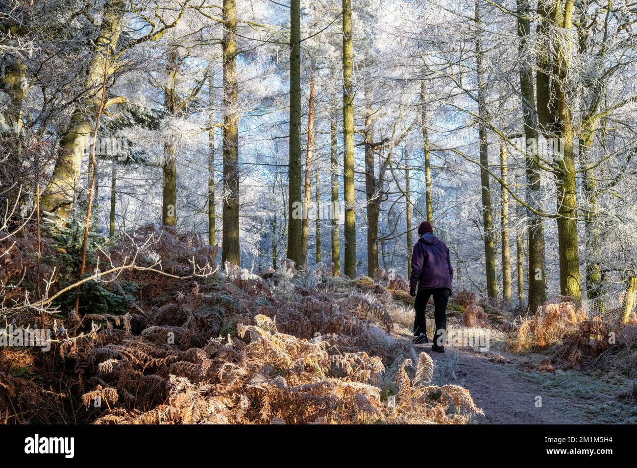 Winterwanderung in Beacon Wood, Penrith, Cumbria, Großbritannien Stockfoto