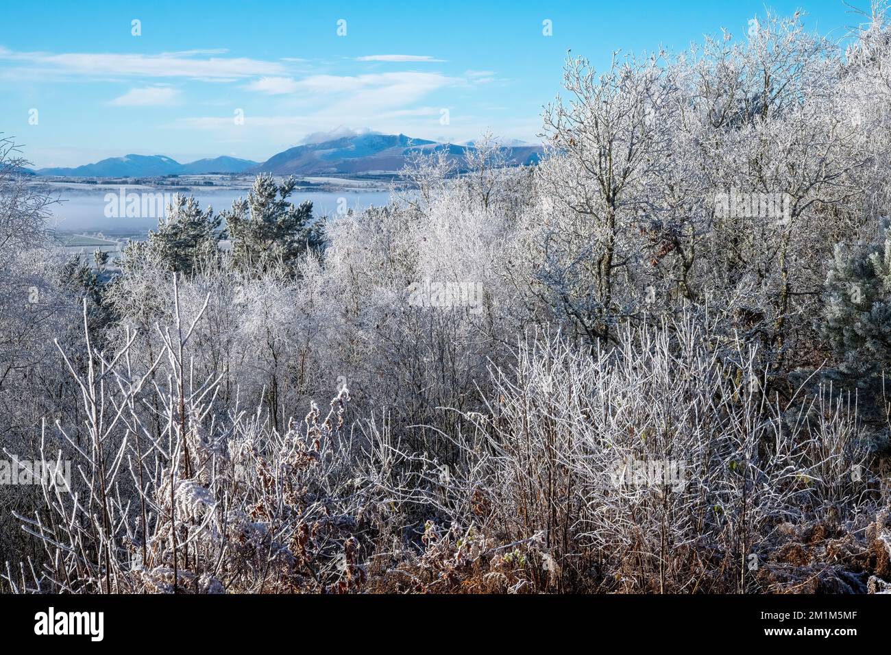 Beacon Wood, mit Heufrost verkrustete Bäume, Blick auf Blencathra, Penrith, Cumbria, Großbritannien Stockfoto