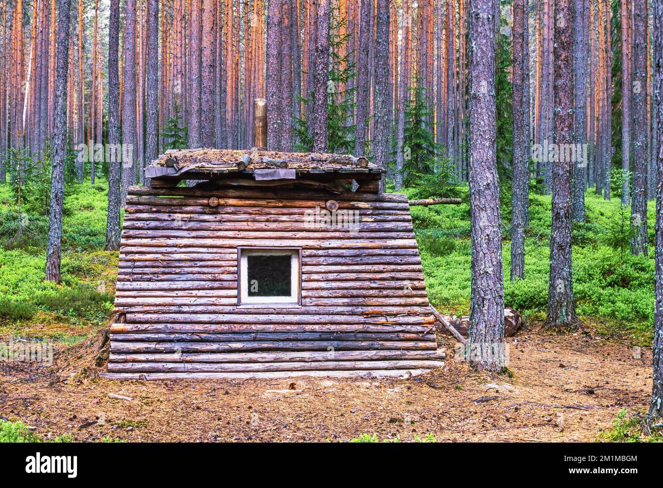 Blockhütte in einem Nadelwald Stockfoto