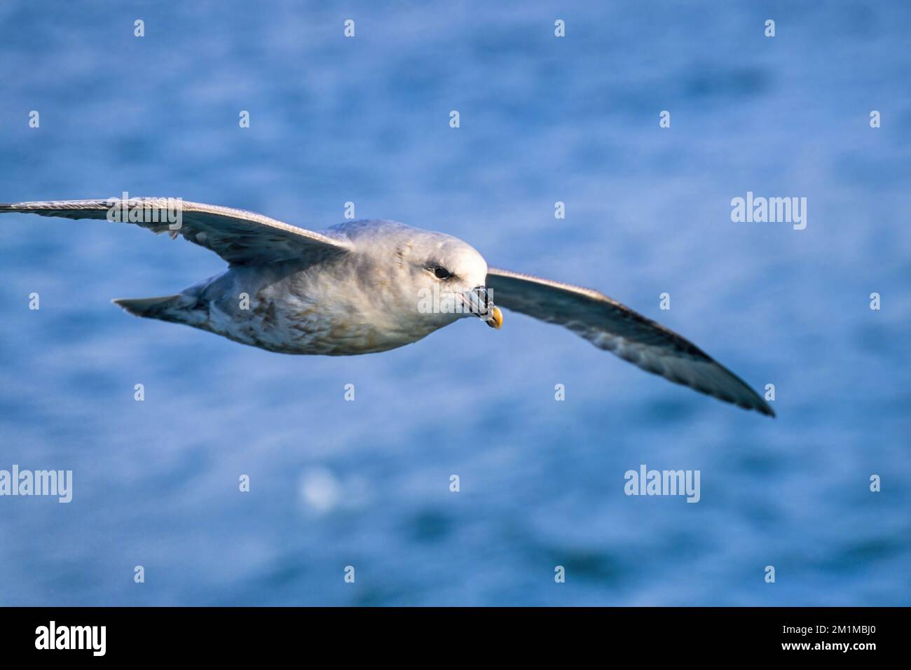 Nördlicher Fulmar fliegt über dem Meer Stockfoto