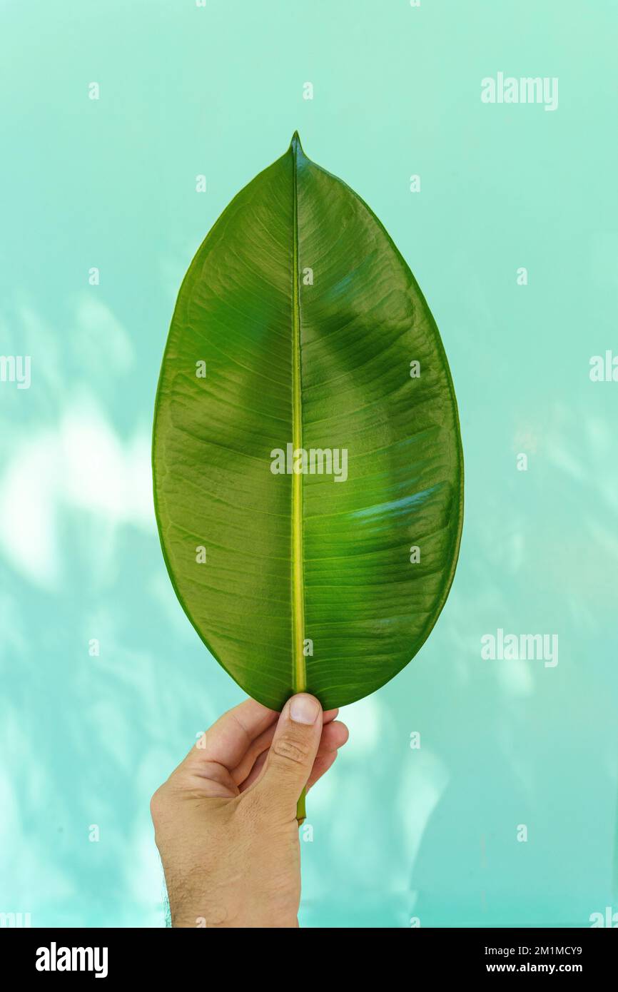 Grünes Blatt in der Hand vor dem Hintergrund einer strukturierten, farbigen Straßenmauer. Minimalistisches, kreatives Designkonzept. Hochwertiges Foto Stockfoto