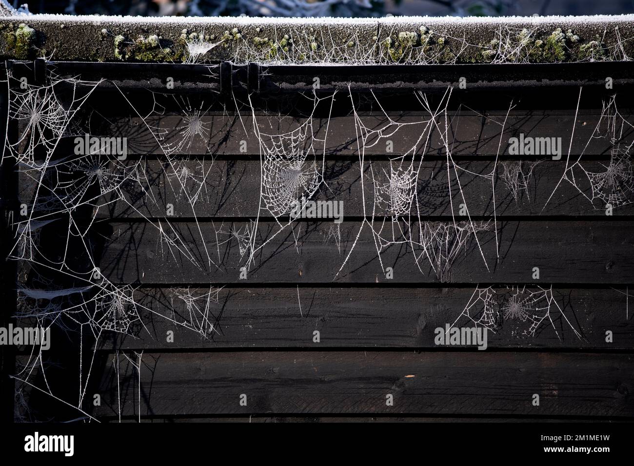 Ein Kaltstart. Winter Frost auf Spiders Webs in Fotografen Thaxted Essex Garden heute Morgen, 11. Dezember 2022, wachte der Großteil Großbritanniens unter dem Tiefsttemperat auf Stockfoto