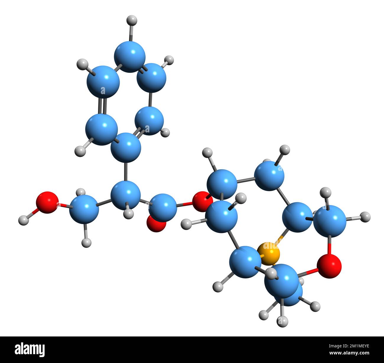 3D-Bild einer Skypolamin-Skelettformel - molekularchemische Struktur des auf weißem Hintergrund isolierten Tropanalkaloids Hyoscin Stockfoto