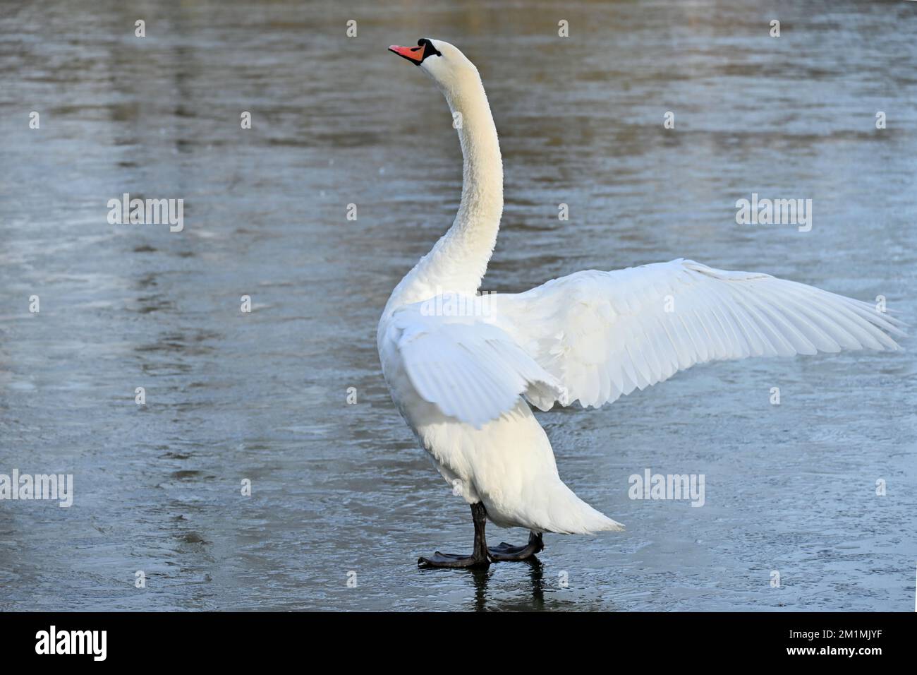 München, Deutschland. 13.. Dezember 2022. Ein Schwan steht auf dem Kleinhesseloh-See, der mit einer dünnen Eisschicht bedeckt ist, und dehnt seine Flügel. Kredit: Katrin Requadt/dpa/Alamy Live News Stockfoto