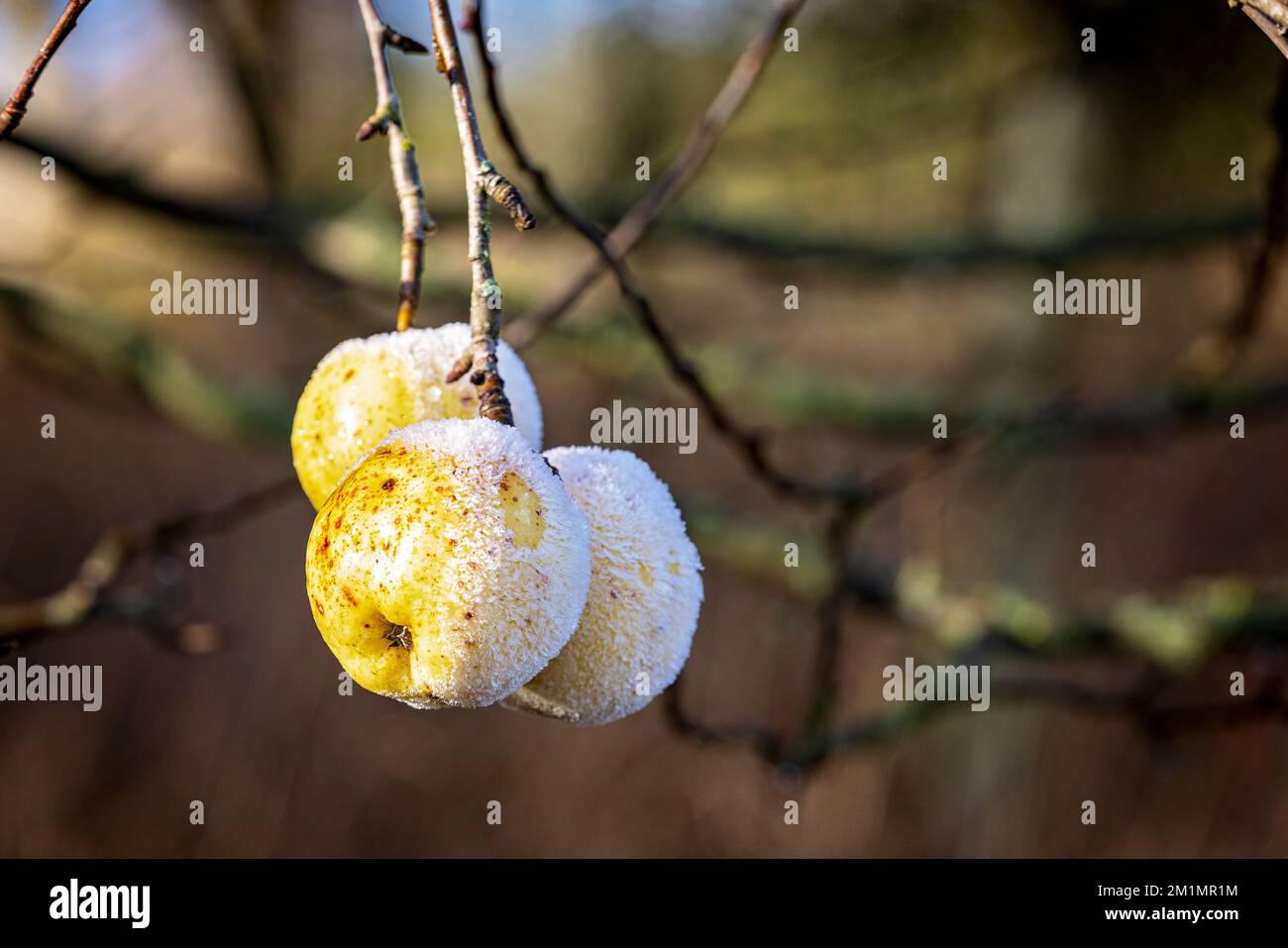 Frost auf Äpfeln am Baum, teilweise geschmolzen durch Wintersonne. Stockfoto