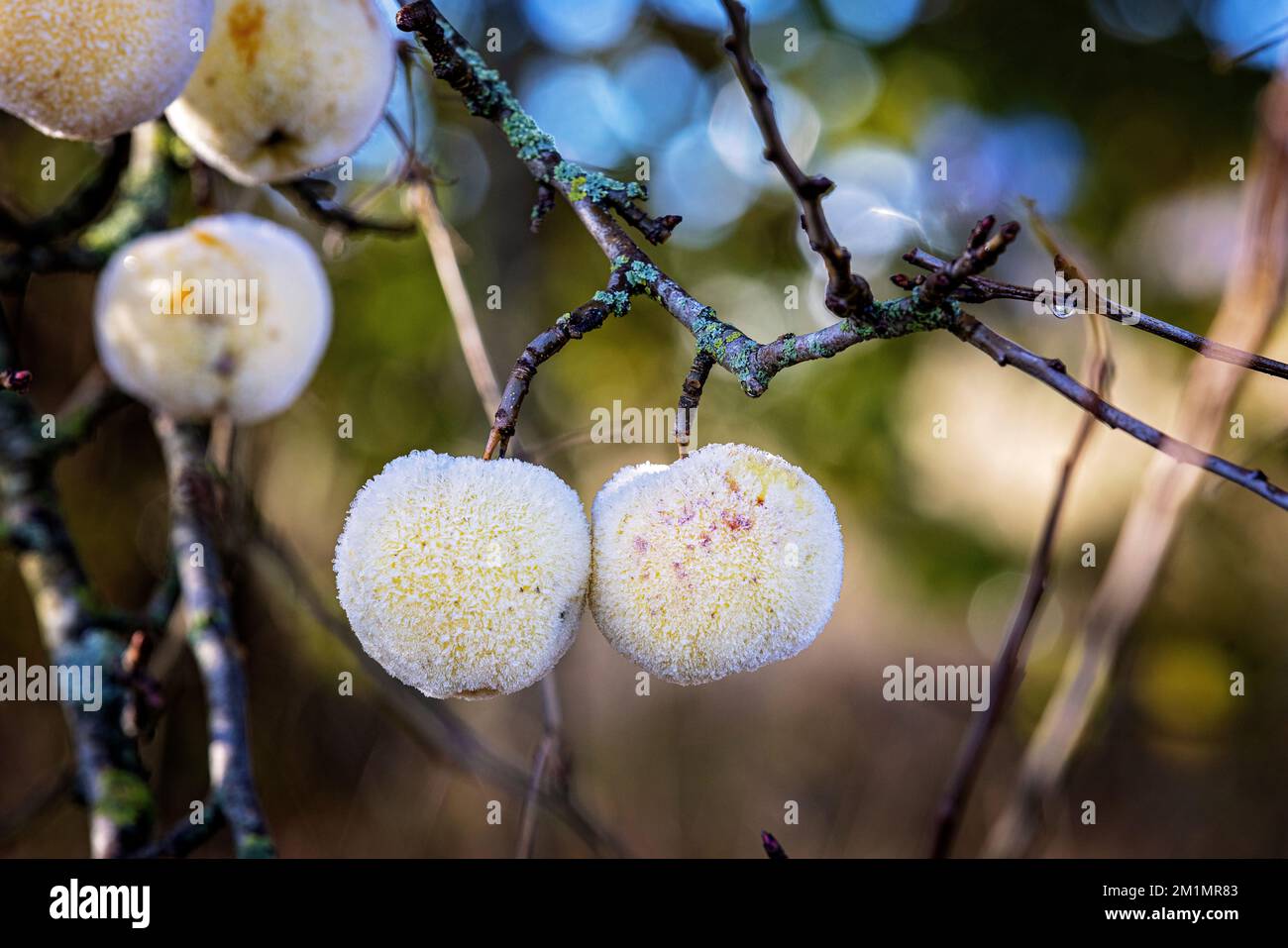 Frost auf Äpfeln am Baum, teilweise geschmolzen durch Wintersonne. Stockfoto
