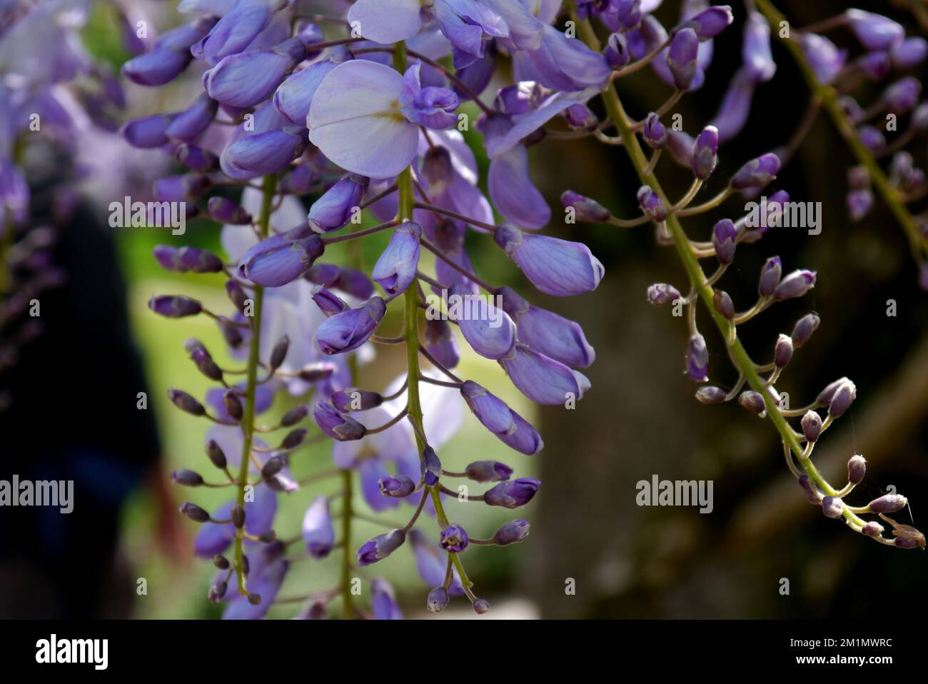 Hängeblau/Violet/Mauve/Lilac Wisteria Brachybotrys „Murasaki-Kapitan“ Flowers in den Lost Gardens of Heligan, St. Austell, Cornwall, England, Großbritannien. Stockfoto