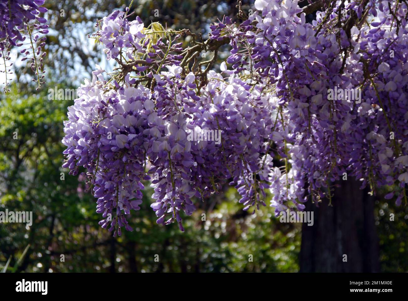 Hängeblau/Violet/Mauve/Lilac Wisteria Brachybotrys „Murasaki-Kapitan“ Flowers in den Lost Gardens of Heligan, St. Austell, Cornwall, England, Großbritannien. Stockfoto