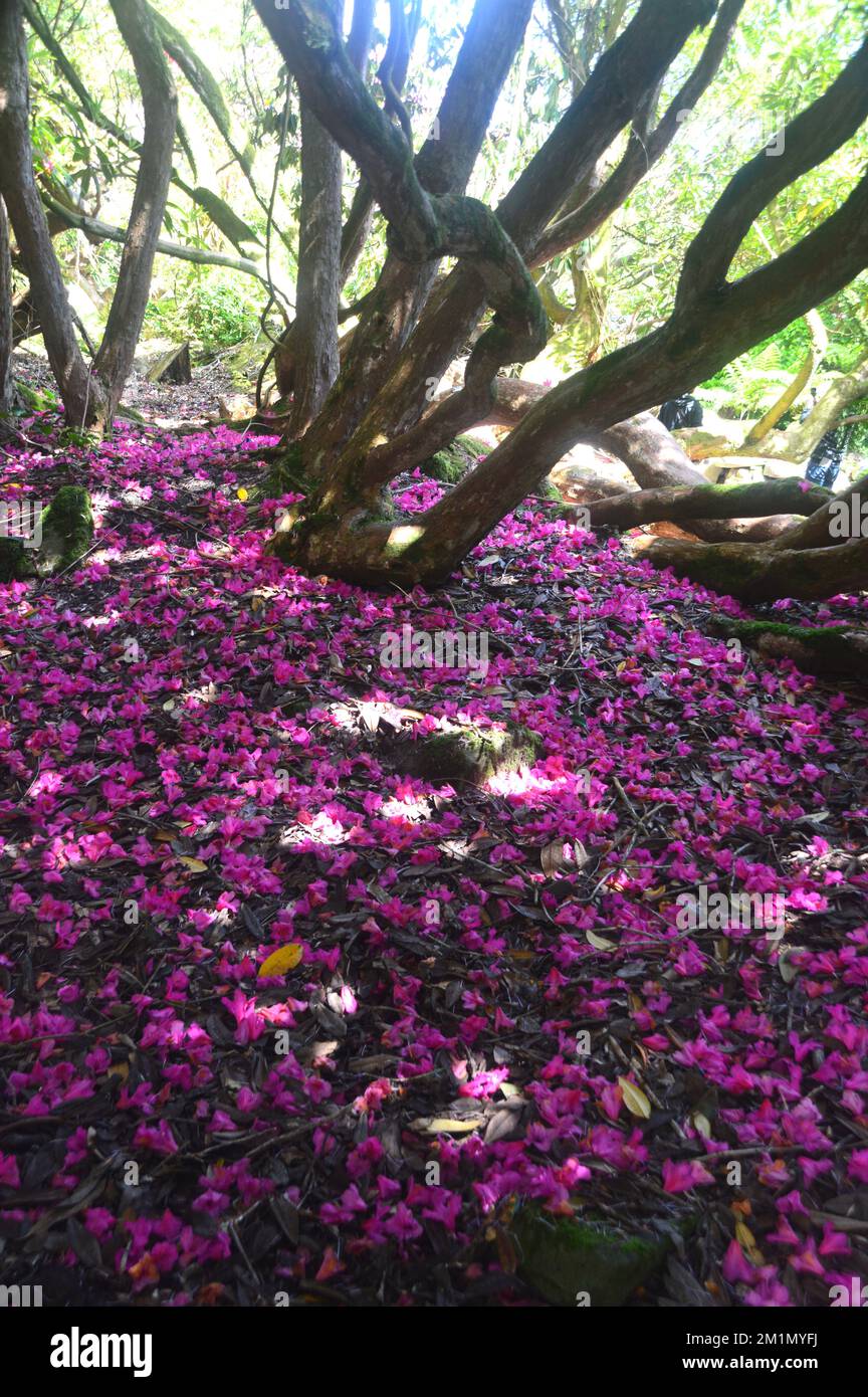 Gefallene, tiefrosa Rhododendron Blütenblätter liegen auf dem Boden auf dem Woodland Walk im Lost Gardens of Heligan, St. Austell, Cornwall, England, Großbritannien. Stockfoto