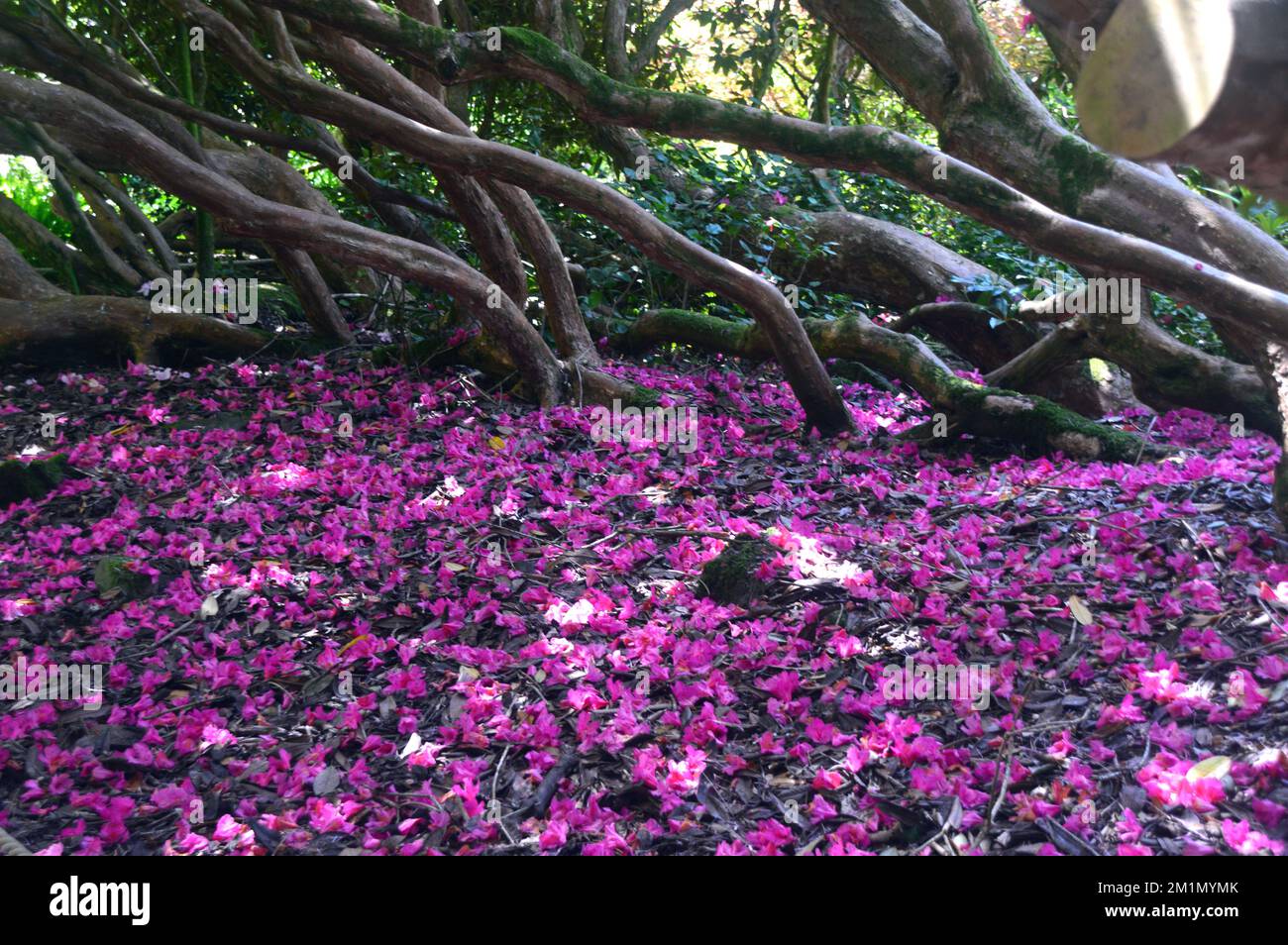 Gefallene, tiefrosa Rhododendron Blütenblätter liegen auf dem Boden auf dem Woodland Walk im Lost Gardens of Heligan, St. Austell, Cornwall, England, Großbritannien. Stockfoto