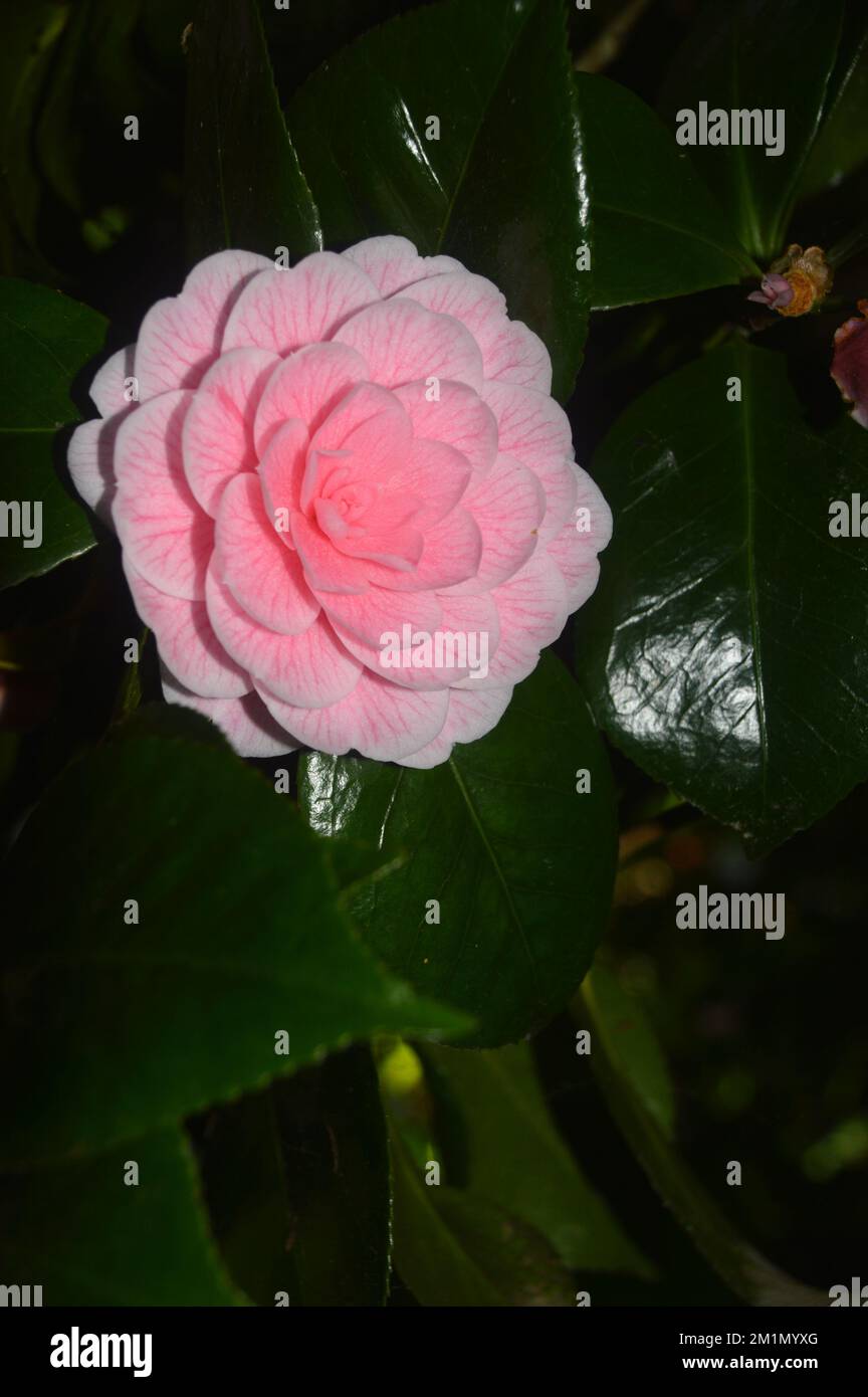 Große rosa Blüten mit roten Venenblüten Camellia Japonica (Eugenie De Massena Camellia) Doppelblume, die in den Lost Gardens von Heligan, St. Austell, Stockfoto