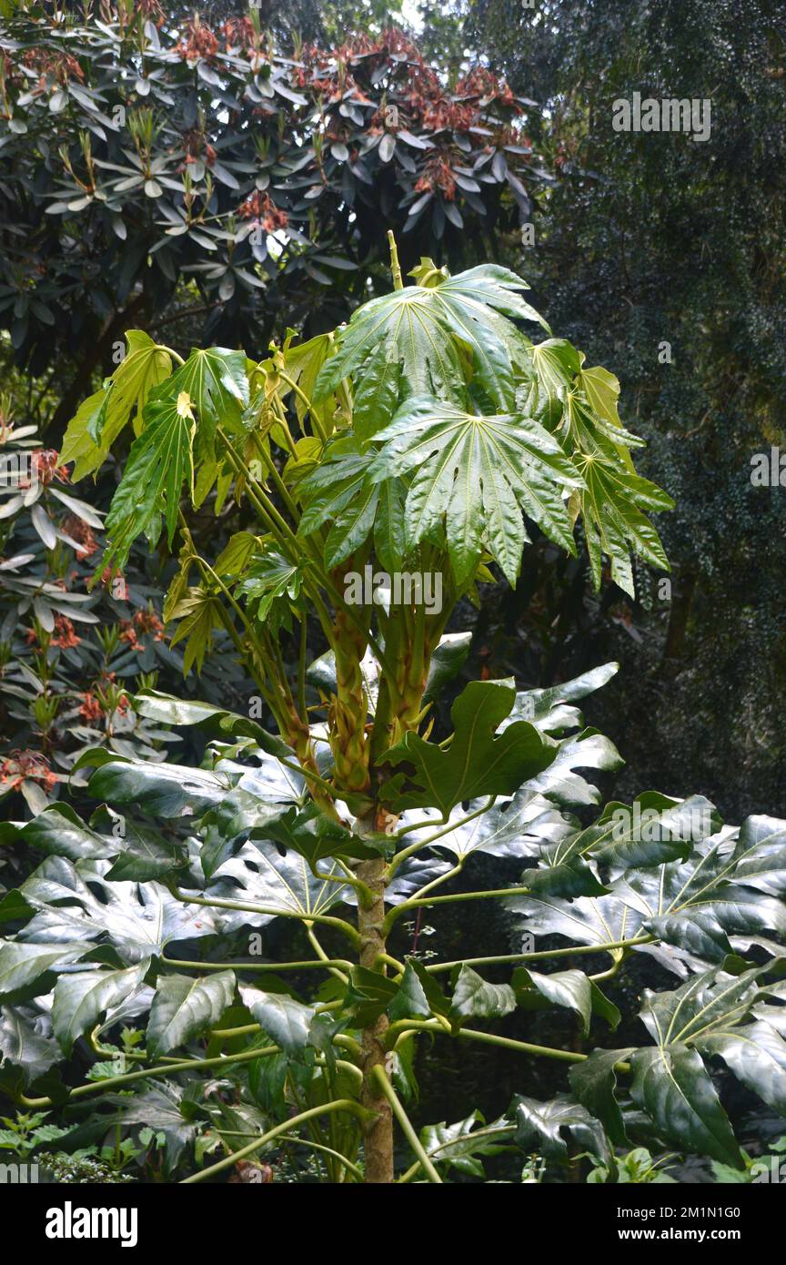 Fatsia Japonica (Paperplant) „Castor Oil Plant“ Shrub Growing in the Woods at the Lost Gardens of Heligan, St. Austell, Cornwall, England, Großbritannien. Stockfoto