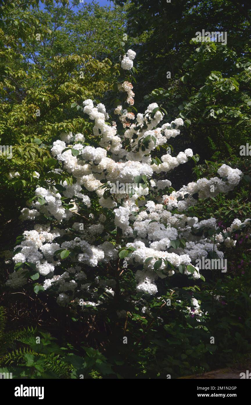White Hydrangea Shrub, der in den Wäldern in den Lost Gardens of Heligan, St. Austell, Cornwall, England, Großbritannien, angebaut wird. Stockfoto