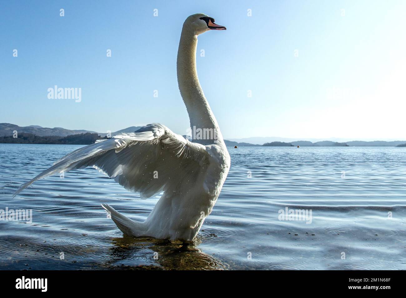 Swan wacht auf und zeigt sich auf dem blauen Loch Lomond mit dem Licht dahinter. Stockfoto
