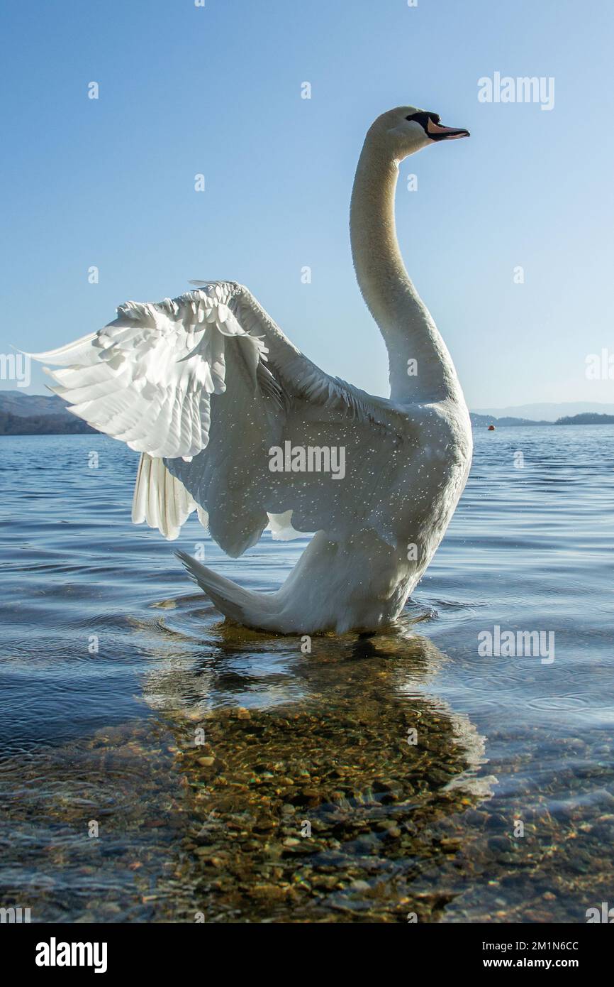 Swan wacht auf und zeigt sich auf dem blauen Loch Lomond mit dem Licht dahinter. Stockfoto