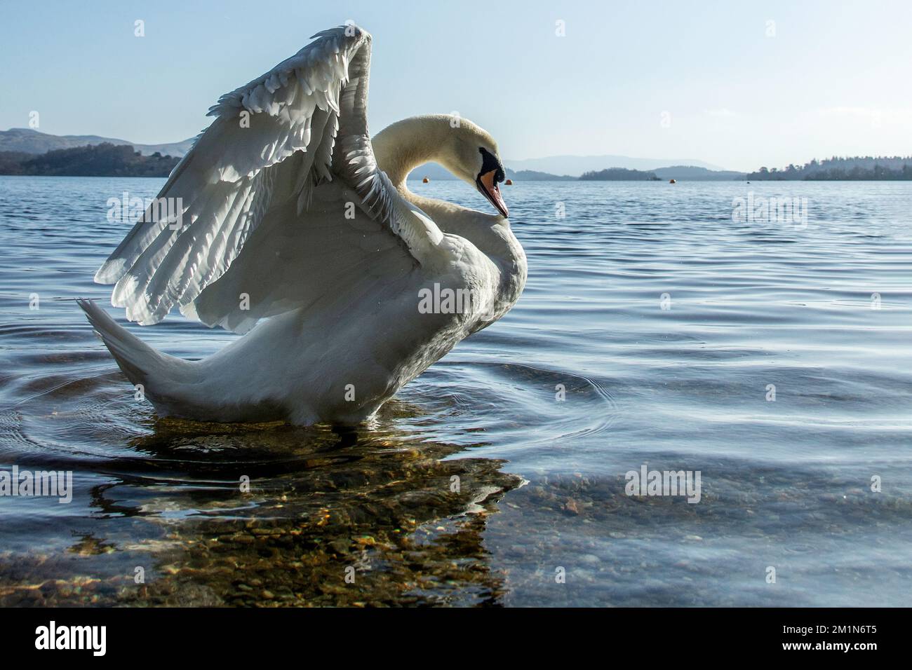 Swan wacht auf und zeigt sich auf dem blauen Loch Lomond mit dem Licht dahinter. Stockfoto