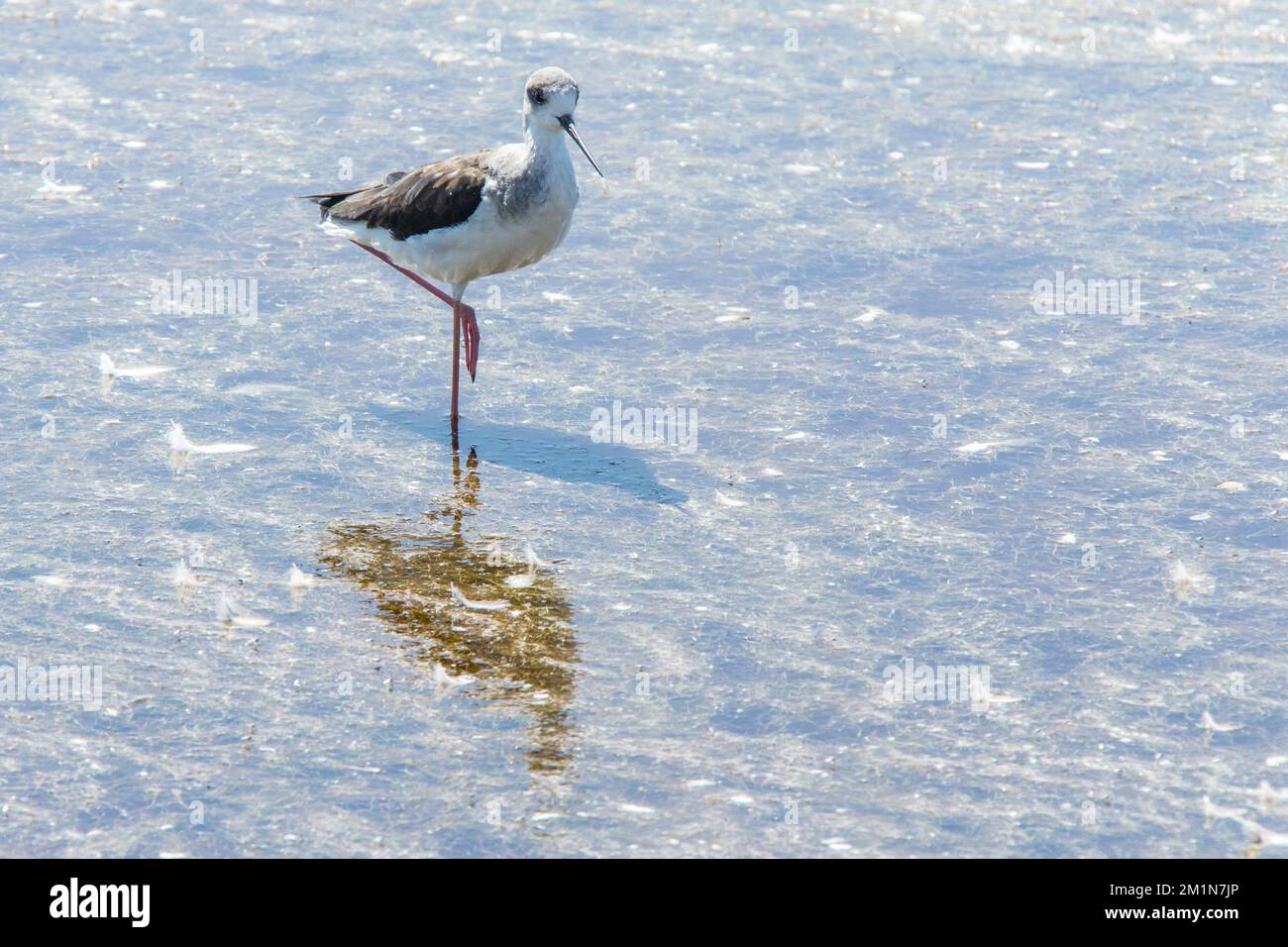 Stelze auf einem Bein in Etosha Stockfoto