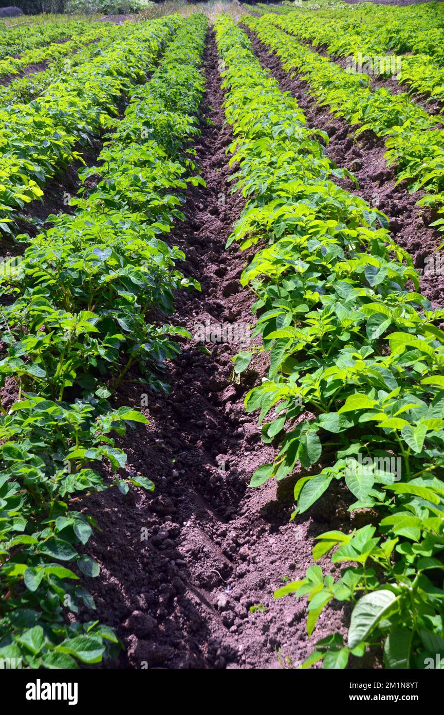 „Edzell Blue“-Kartoffeln (Solanum tuberosum), die in Reihen im Kitchen Garden in The Lost Gardens of Heligan, St. Austell, Cornwall, Großbritannien, angebaut werden Stockfoto