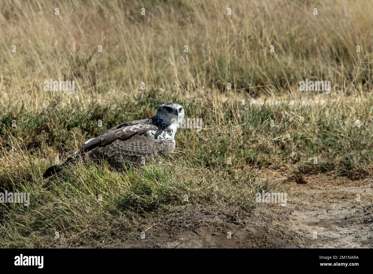 Martial Eagle hat sich in Etosha im Gras niedergelassen Stockfoto