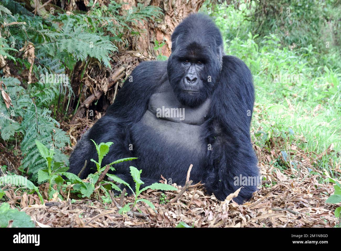 Männlicher Silverback Mountain Gorilla im Mgahinga-Nationalpark, Uganda Stockfoto