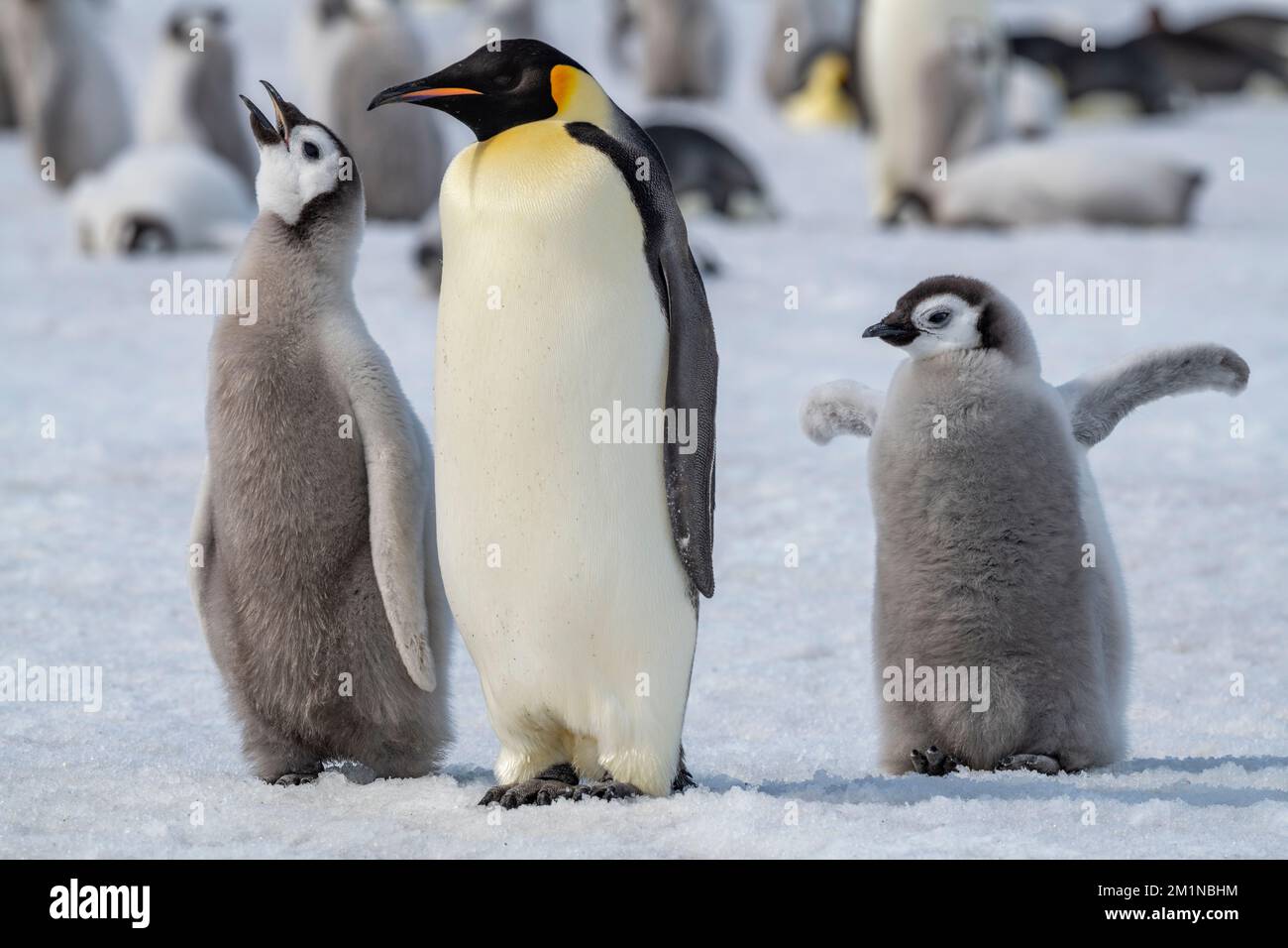 Antarktis, Weddell Sea, Snow Hill Island, Snow Hill Colony. Kaiserpinguin (Aptenodytes foenza) Erwachsener mit großem, verschwommenem Küken. Stockfoto