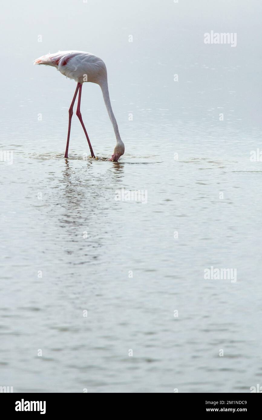 Einmaliges Füttern von Flamingo in der Lagune von Walvis Bay, Namibia, an einem nebligen Tag. Stockfoto