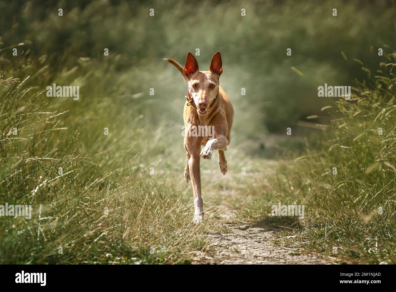 Podenco Andaluz läuft und schaut direkt in die Kamera Stockfoto