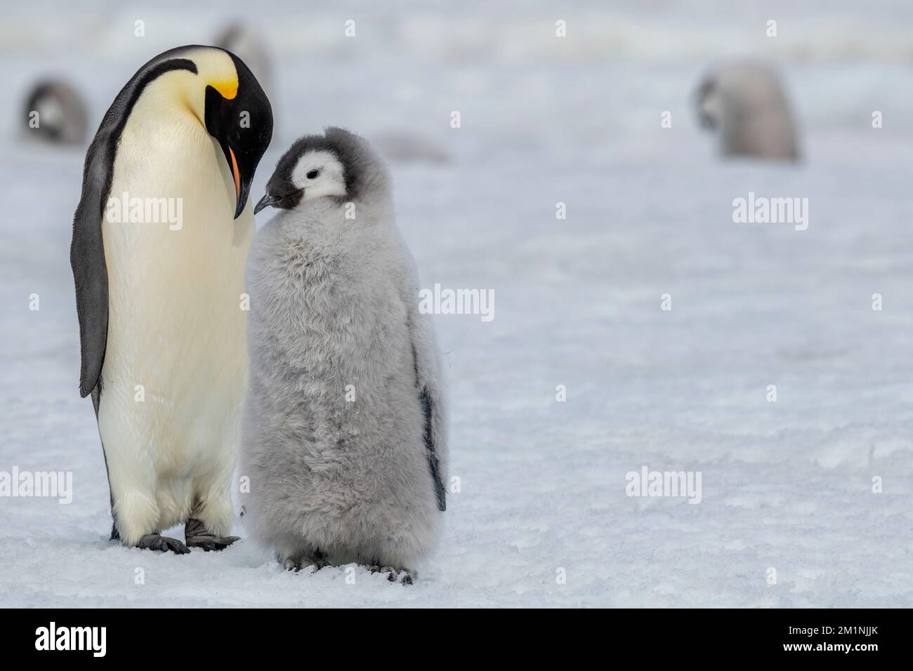 Antarktis, Weddell Sea, Snow Hill Island, Snow Hill Colony. Kaiserpinguin (Aptenodytes foenza) Erwachsener mit großem, verschwommenem Küken. Stockfoto