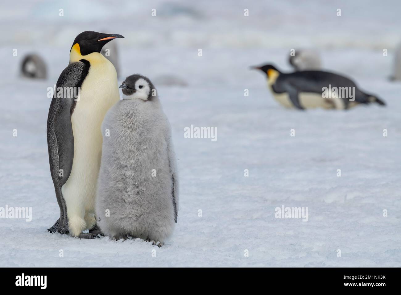 Antarktis, Weddell Sea, Snow Hill Island, Snow Hill Colony. Kaiserpinguin (Aptenodytes foenza) Erwachsener mit verschwommenem Küken. Stockfoto