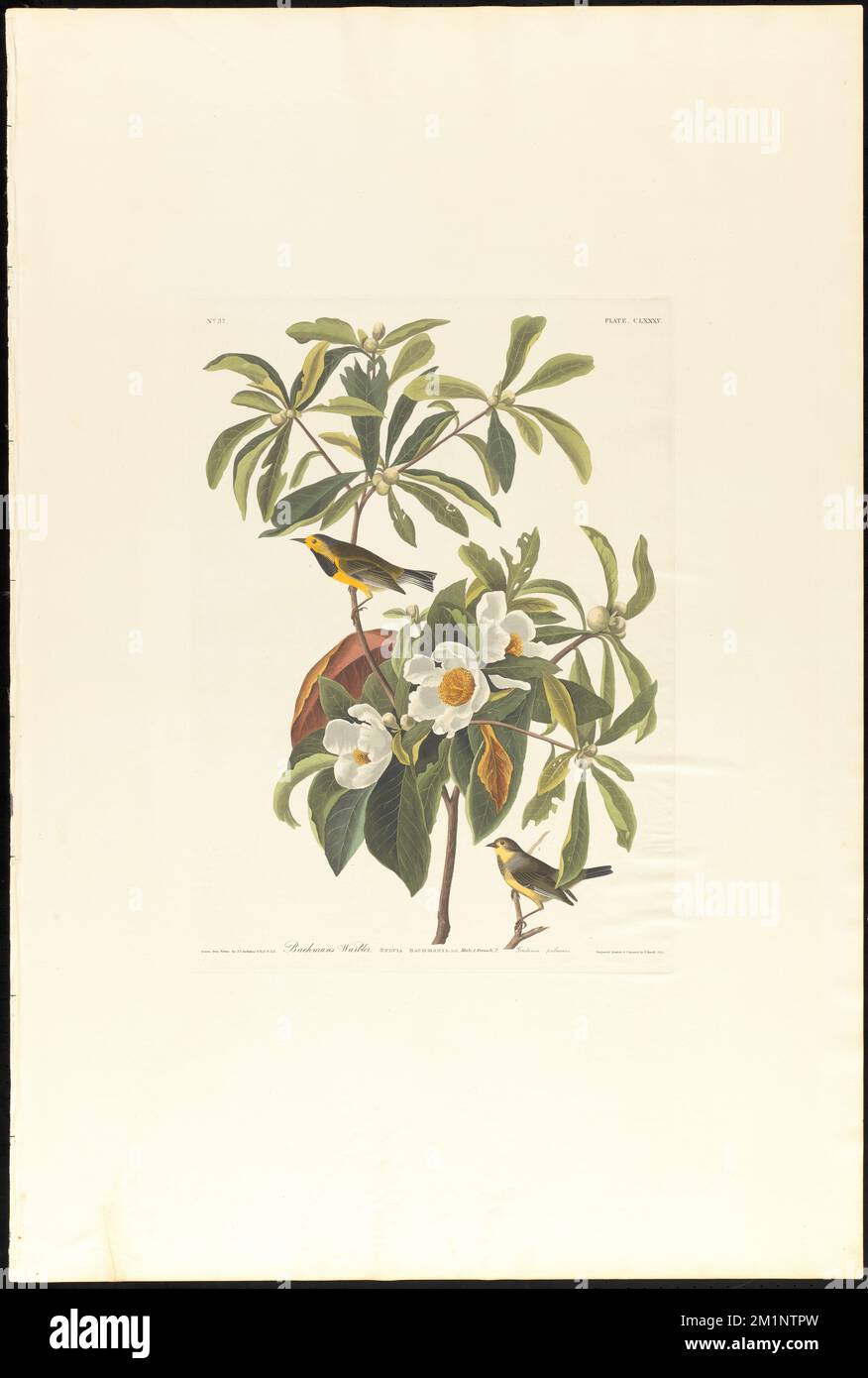 Bachmans Krieger: Sylvia bachmanii, AUD. Männlich, 1. Weiblich, 2. Gordonia pubescens. c.1 v.2 Teller 185, Vögel, Bäume, Bachman's Warbler, Franklinia. Die Vögel Amerikas - aus Originalzeichnungen von John James Audubon Stockfoto