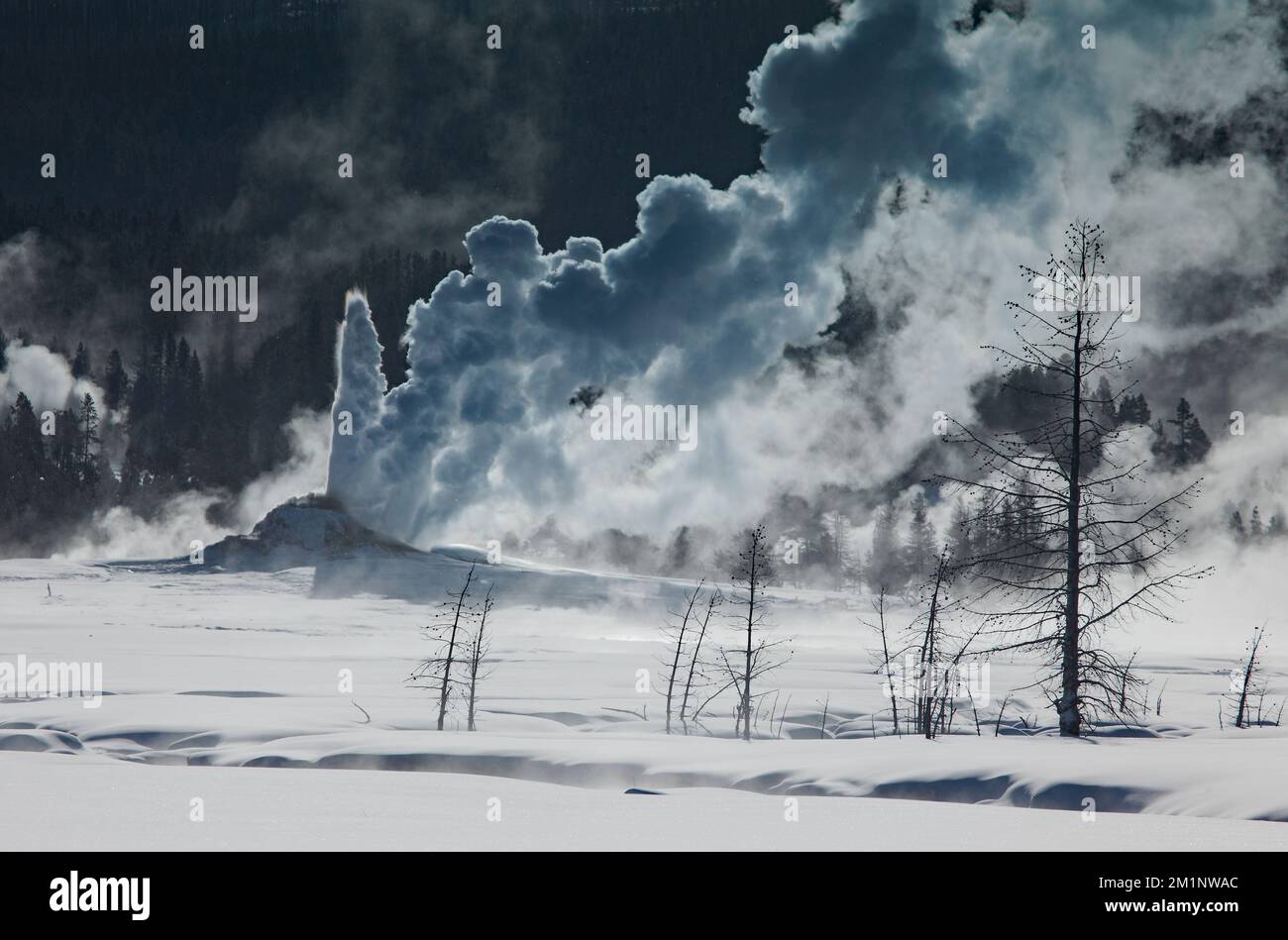 White Dome Geyser bricht aus, Lower Geyser Basin , Lower Geyser Basin , Wyoming, USA. Stockfoto