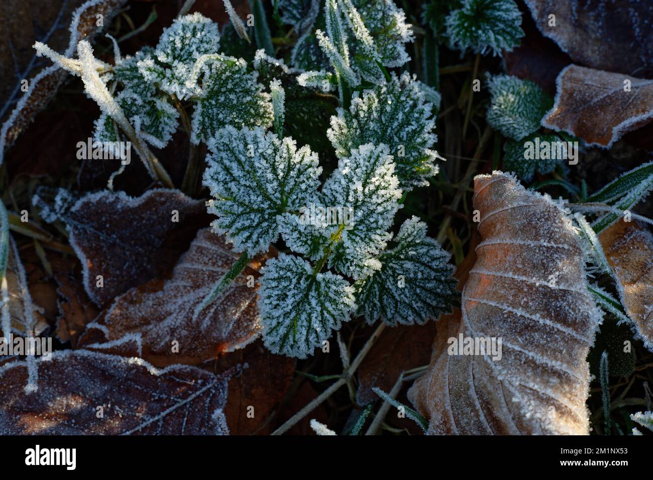 Frostblätter auf dem Boden. Ein kalter und frostiger Winter, Nahaufnahme einer Brennnessel, Blätter und Gras. Stockfoto