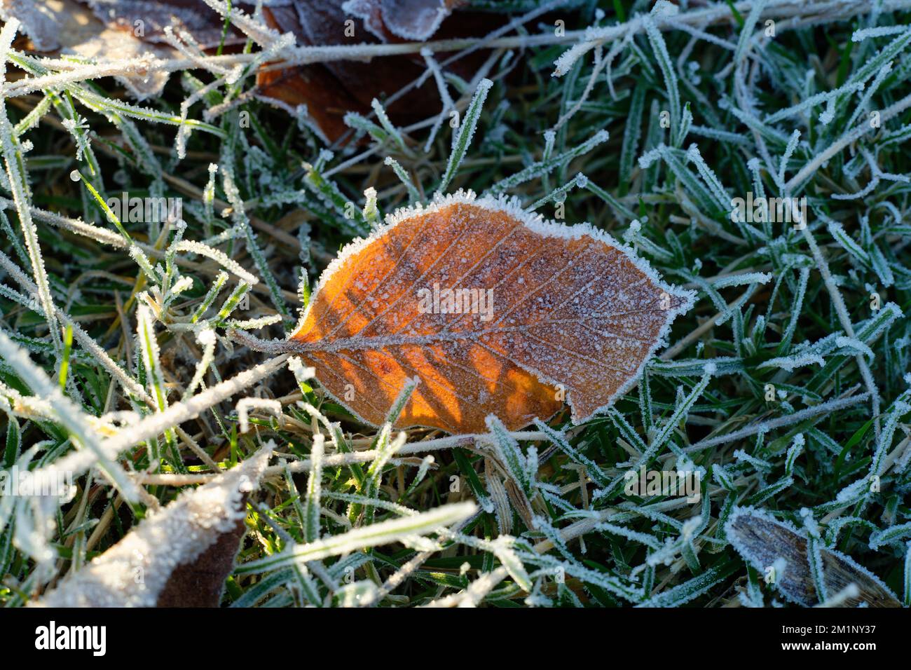 Frostblätter auf dem Boden. Ein kalter und frostiger Winter, Nahaufnahme aus Blättern und Gras. Stockfoto
