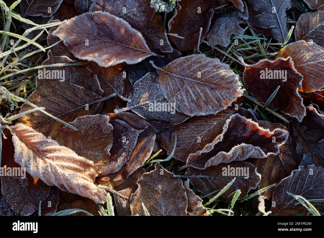 Frostblätter auf dem Boden. Ein kalter und frostiger Winter, Nahaufnahme aus Blättern und Gras. Stockfoto