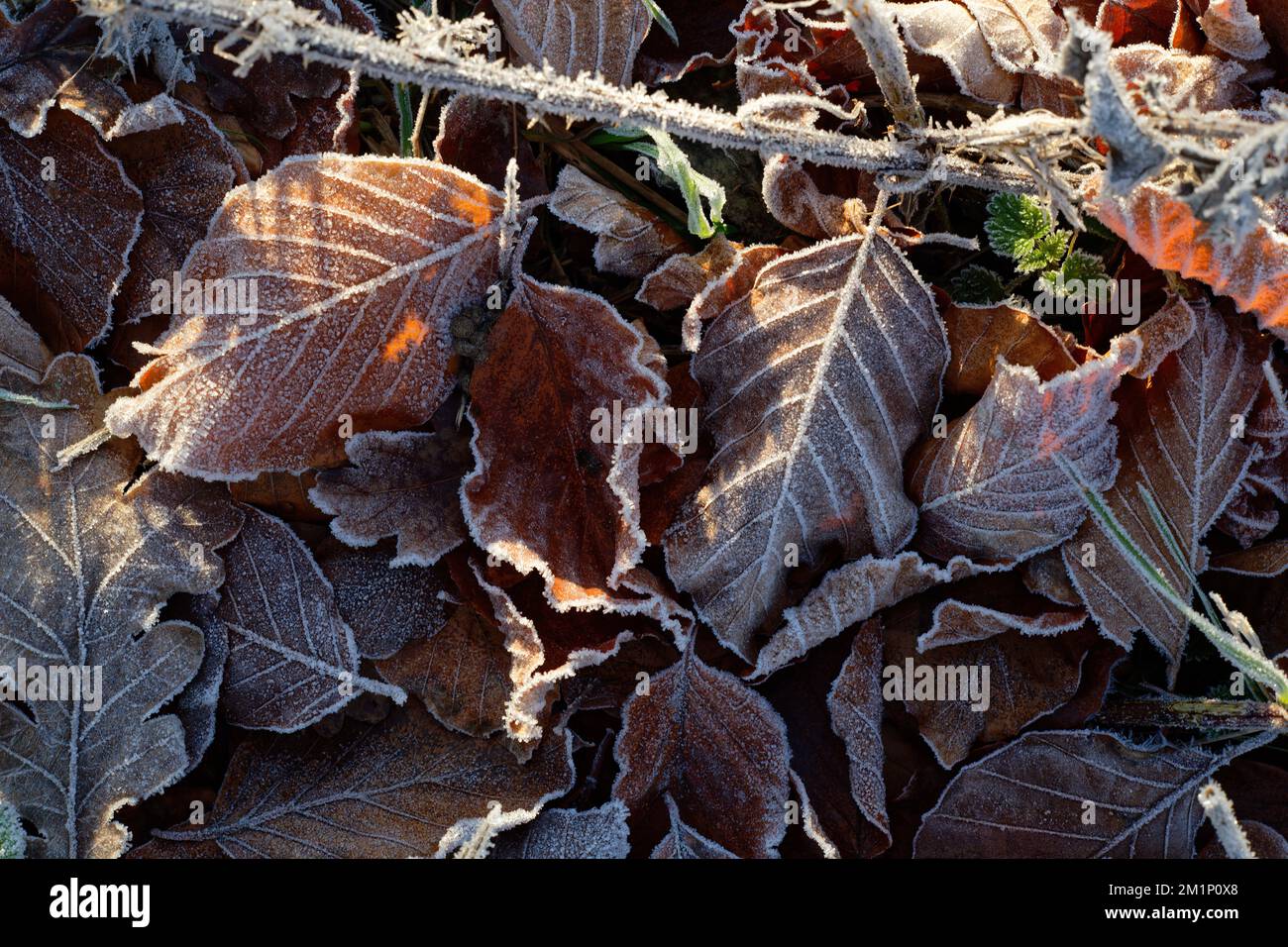Frostblätter auf dem Boden. Ein kalter und frostiger Winter, Nahaufnahme aus Blättern und Gras. Stockfoto