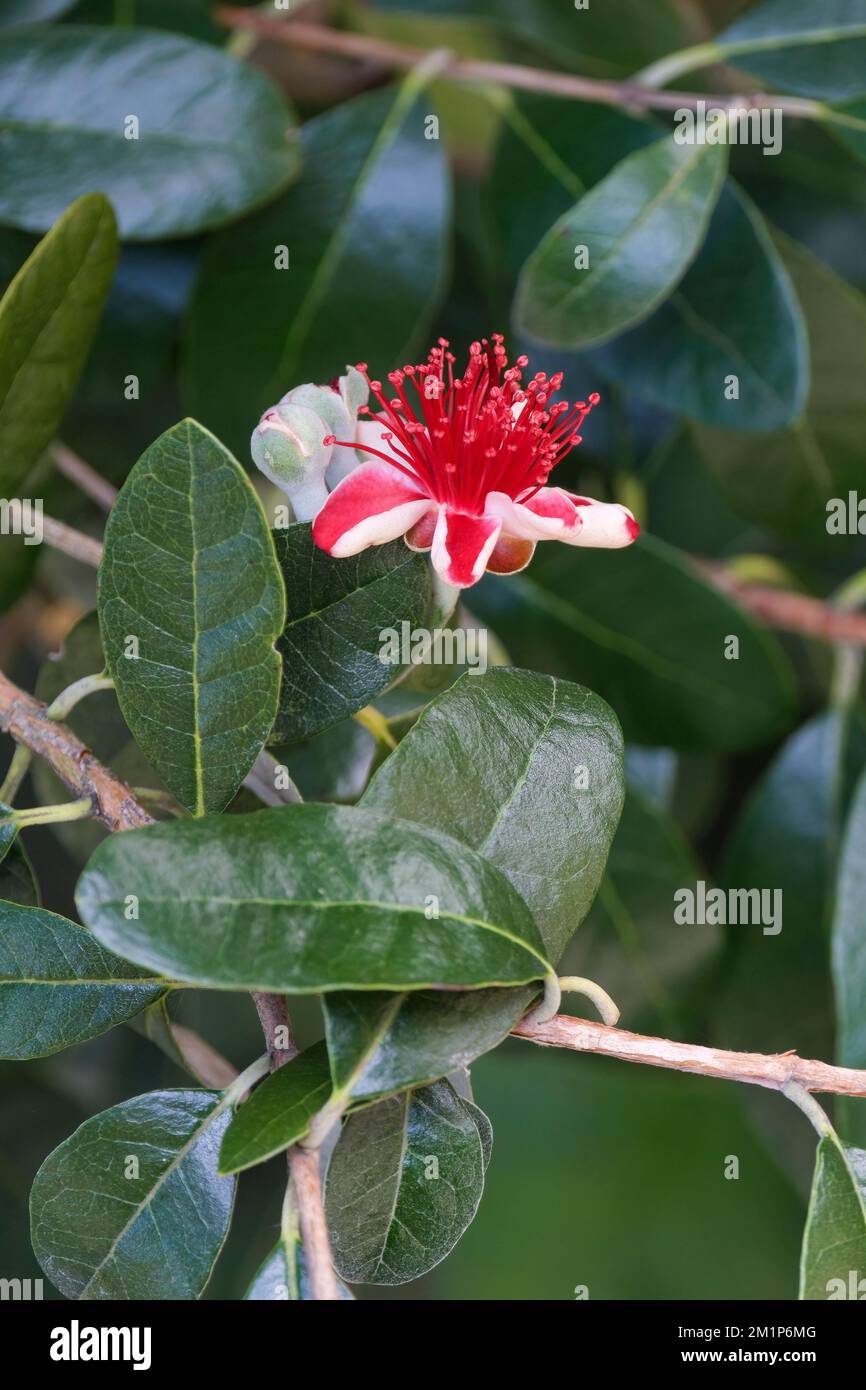 Ananasguava, Feijoa sellowiana, Acca sellowiana, Blumen mit rot-weißen Blütenblättern, die leuchtend rote Stäbe umhüllen Stockfoto