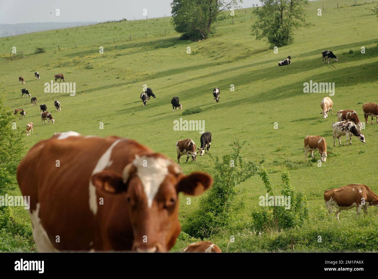 Natürliche Tierhaltung auf einer Weide Stockfoto