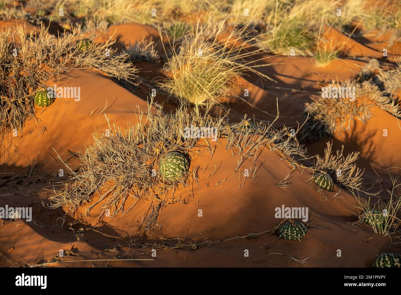 Wüstenkürbis oder Bittergurken, die in der Namibwüste wachsen. Stockfoto