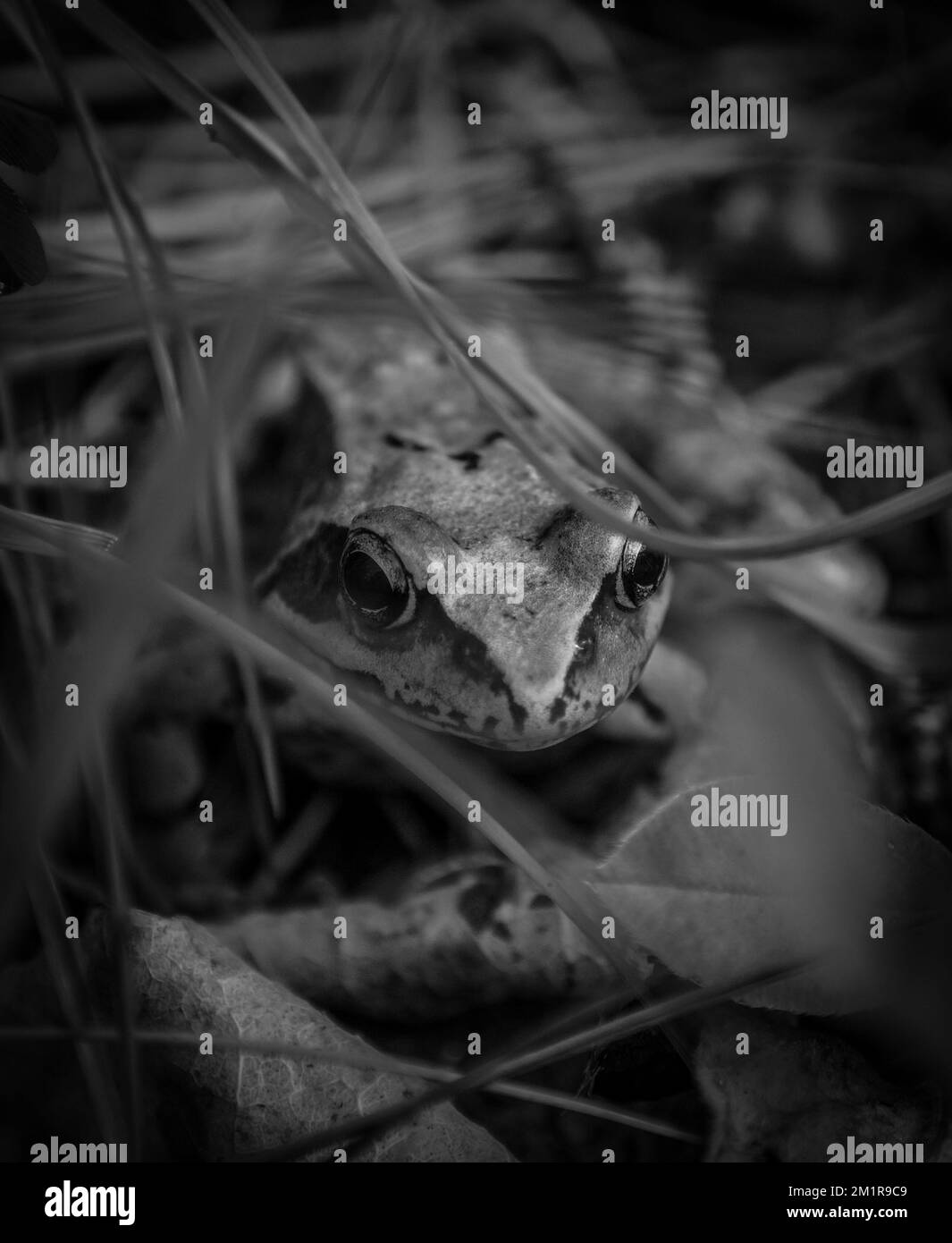 Nahaufnahme des Frosches auf dem Feld in Schwarz-Weiß Stockfoto