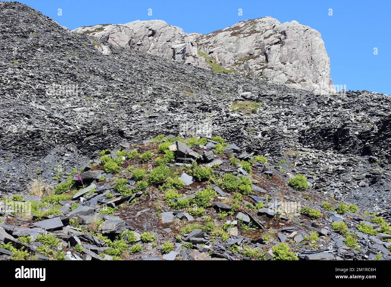 Petersilie Fern Cryptogramma crispa, die an den Hängen des ehemaligen Cwmorthin Slate Quarry wächst Stockfoto