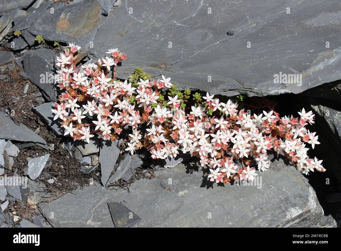 Weißes Stonecrop Sedum Album Growing Amonamong Waste Slate aus dem ehemaligen Cwmorthin Quarry, Wales Stockfoto