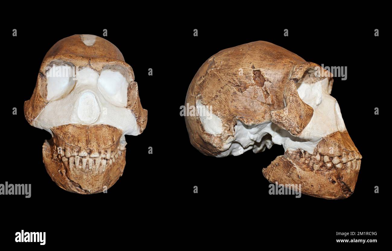 Homo naledi – Vergleich von Vorder- und Seitenansicht Stockfoto