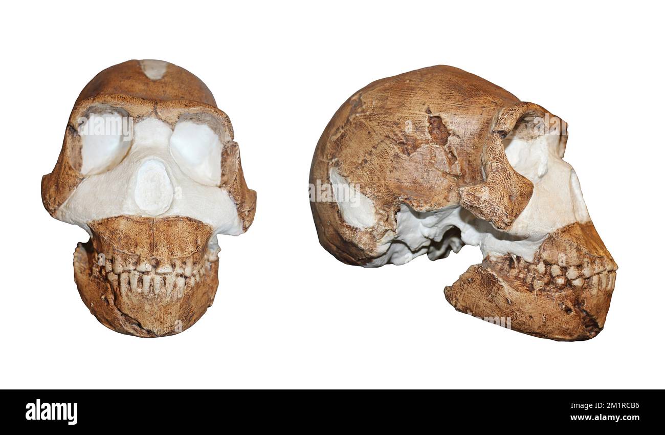 Homo naledi – Vergleich von Vorder- und Seitenansicht Stockfoto