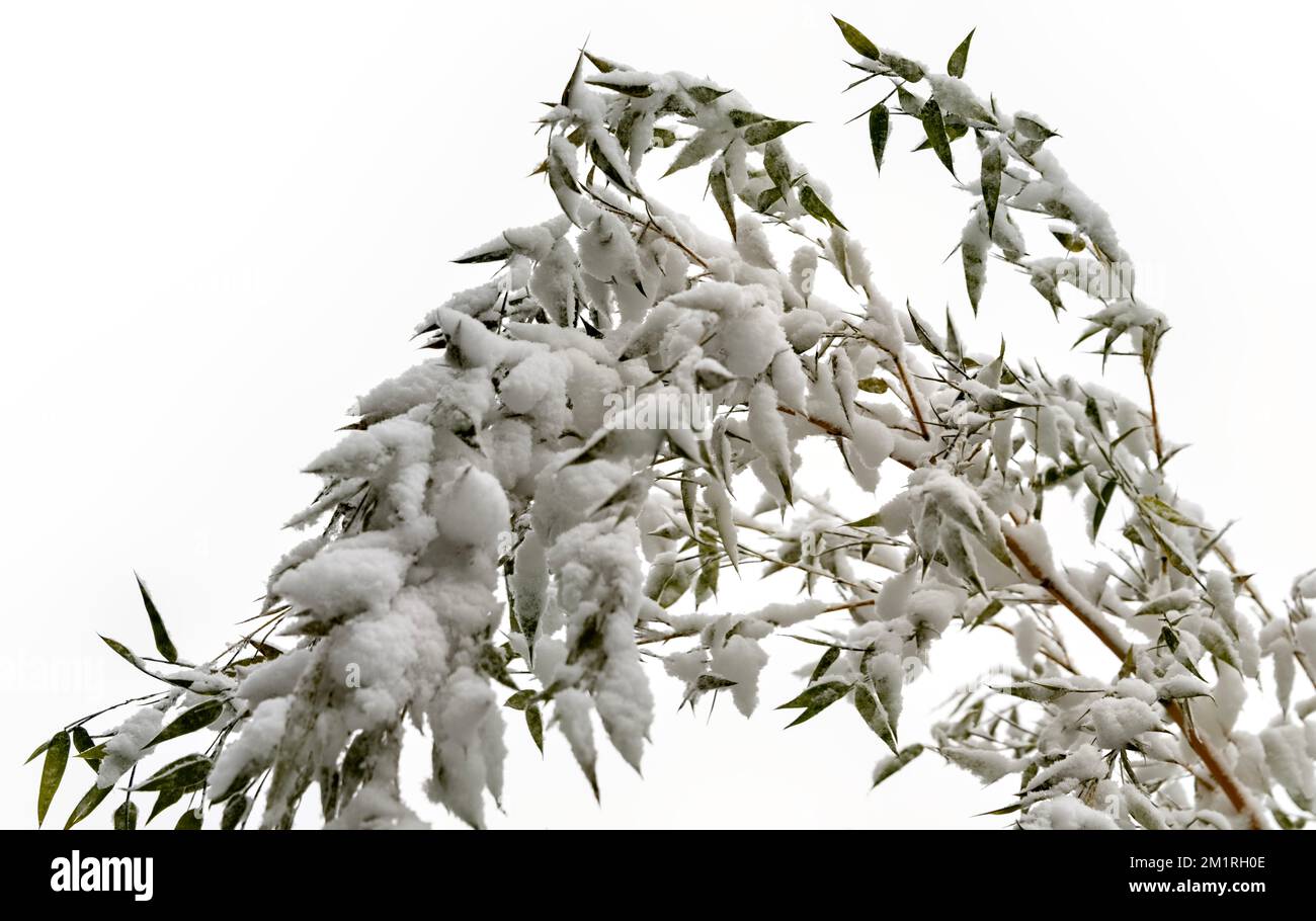 Schneebedeckte Bambuszweige und -Blätter, Dezember 2022 Stockfoto