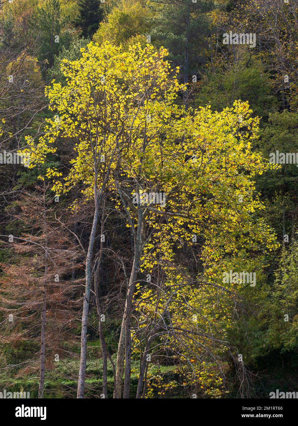 Landschaftlich reizvolle vertikale Baumlandschaft im Herbst mit goldgelbem Laub und hellem Sonnenlicht, Ginclua, Aude, Frankreich Stockfoto