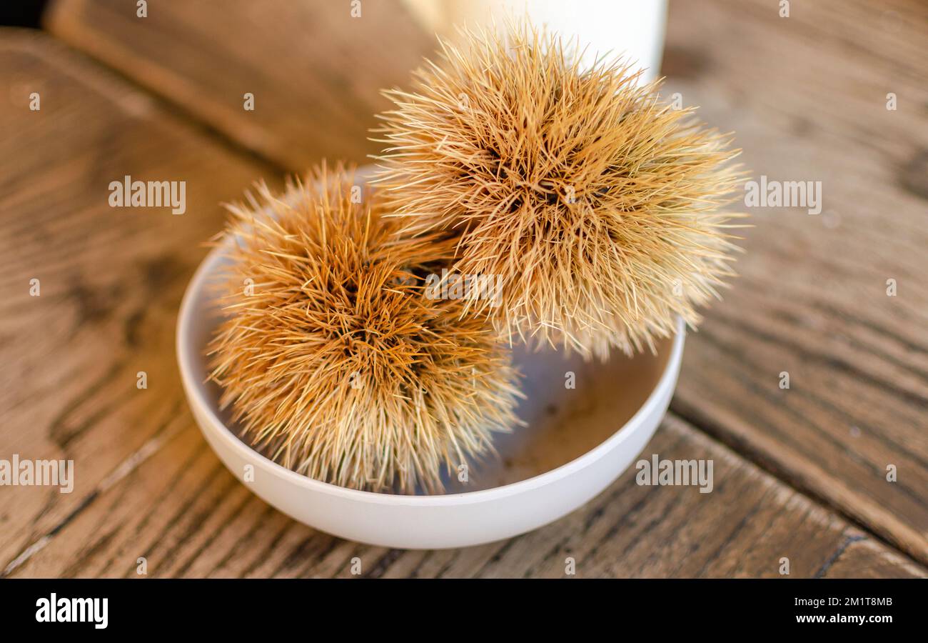 Zwei Kastanien mit Haut auf einem Holztisch Stockfoto