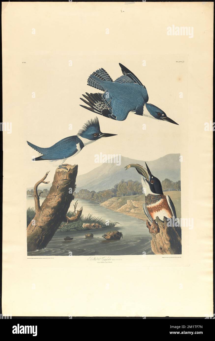 Belted kingsfisher : Männlich 1 und 2. F, 3. Alcedo alcyon. c.2 v.1 Platte 77 , Kingfishers, Fish, Belted King Fisher. Die Vögel Amerikas - aus Originalzeichnungen von John James Audubon Stockfoto